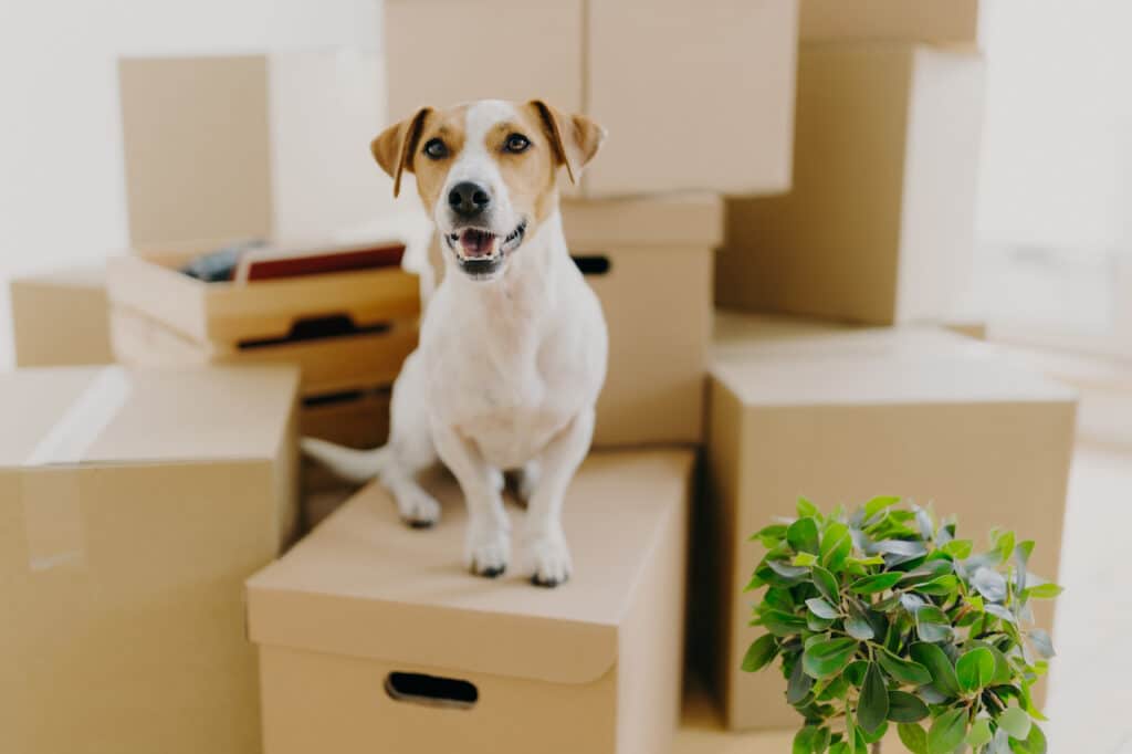 pets rental management company